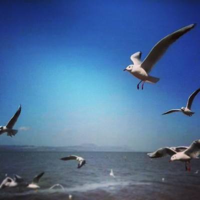疯狂求生之旅游戏下载